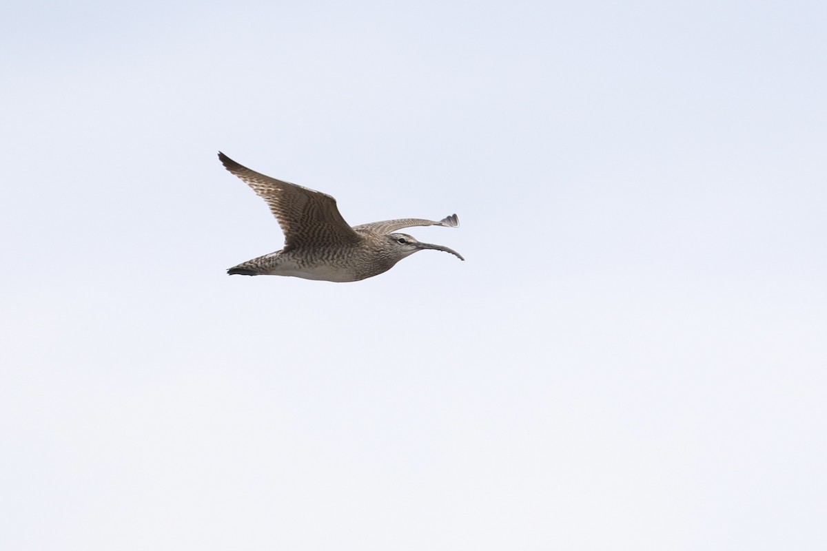 Regenbrachvogel - ML471606851