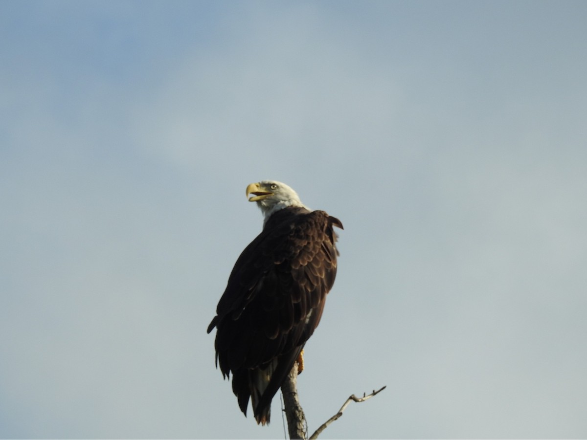 Bald Eagle - ML471609391