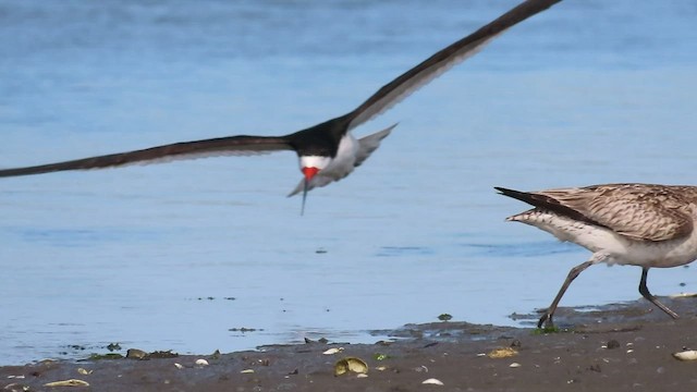 Bar-tailed Godwit (Siberian) - ML471611281