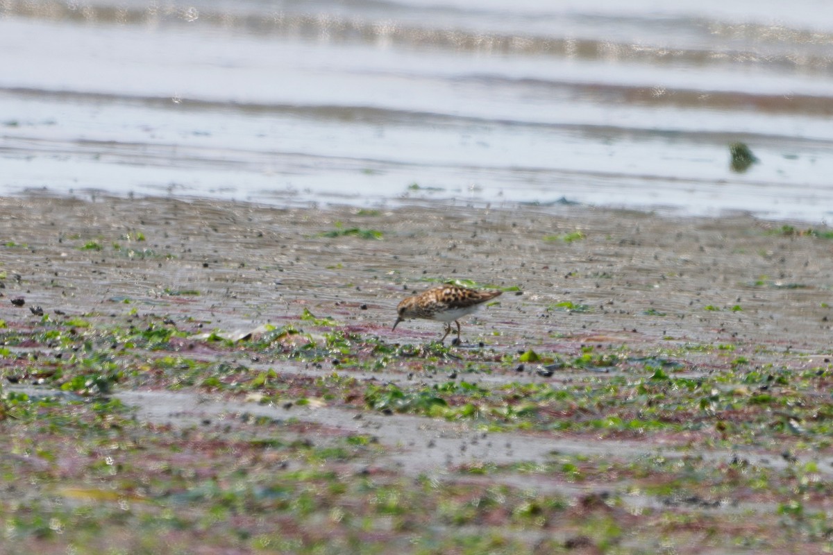 Least Sandpiper - ML471611531