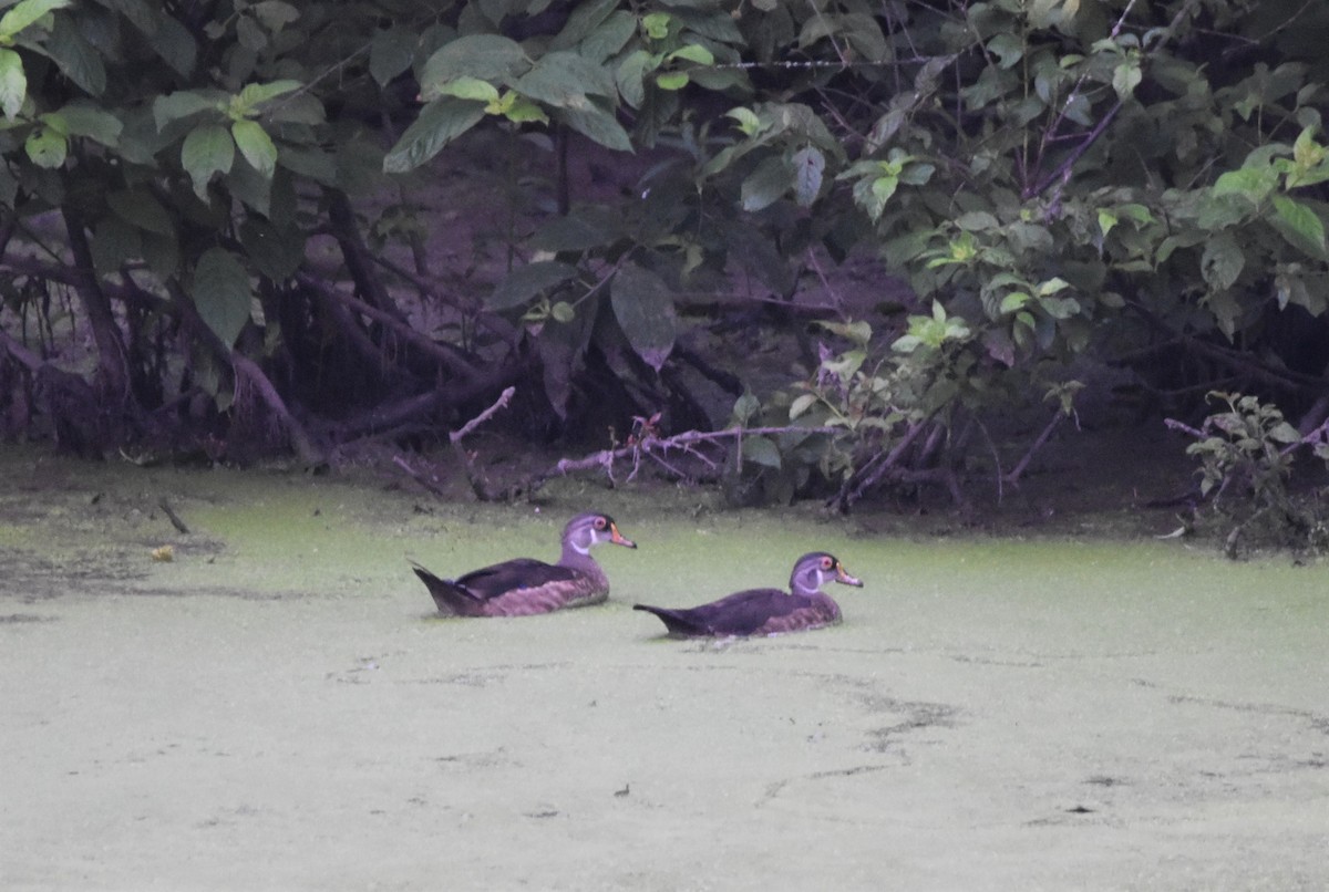 Wood Duck - ML471611641