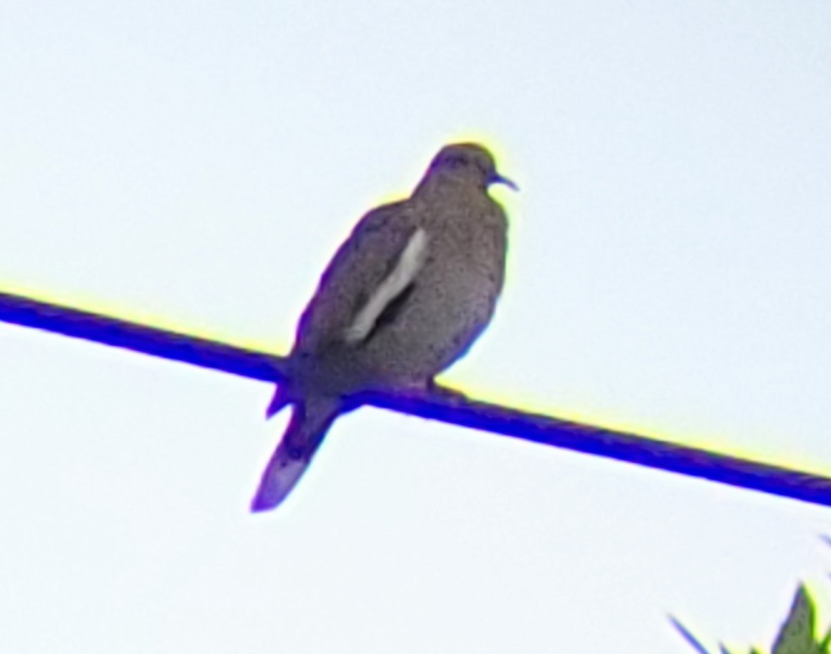 White-winged Dove - ML471611691