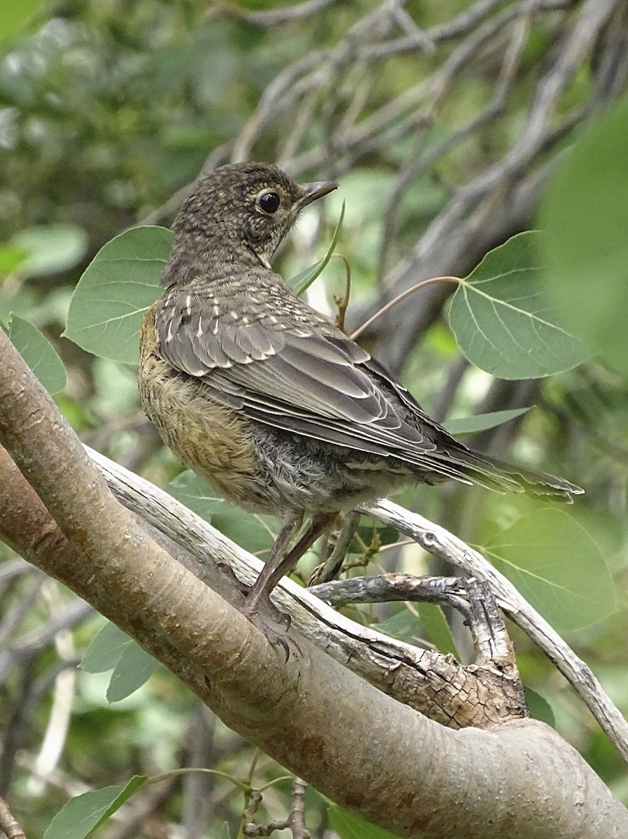 American Robin - ML471614301