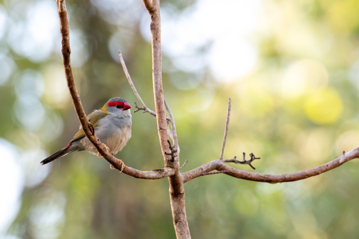 Red-browed Firetail - ML471614481
