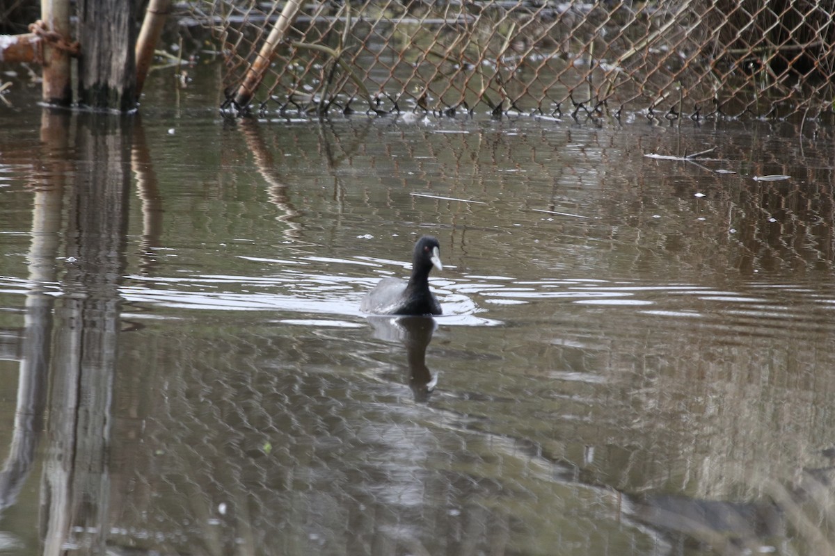 Eurasian Coot - ML471614721