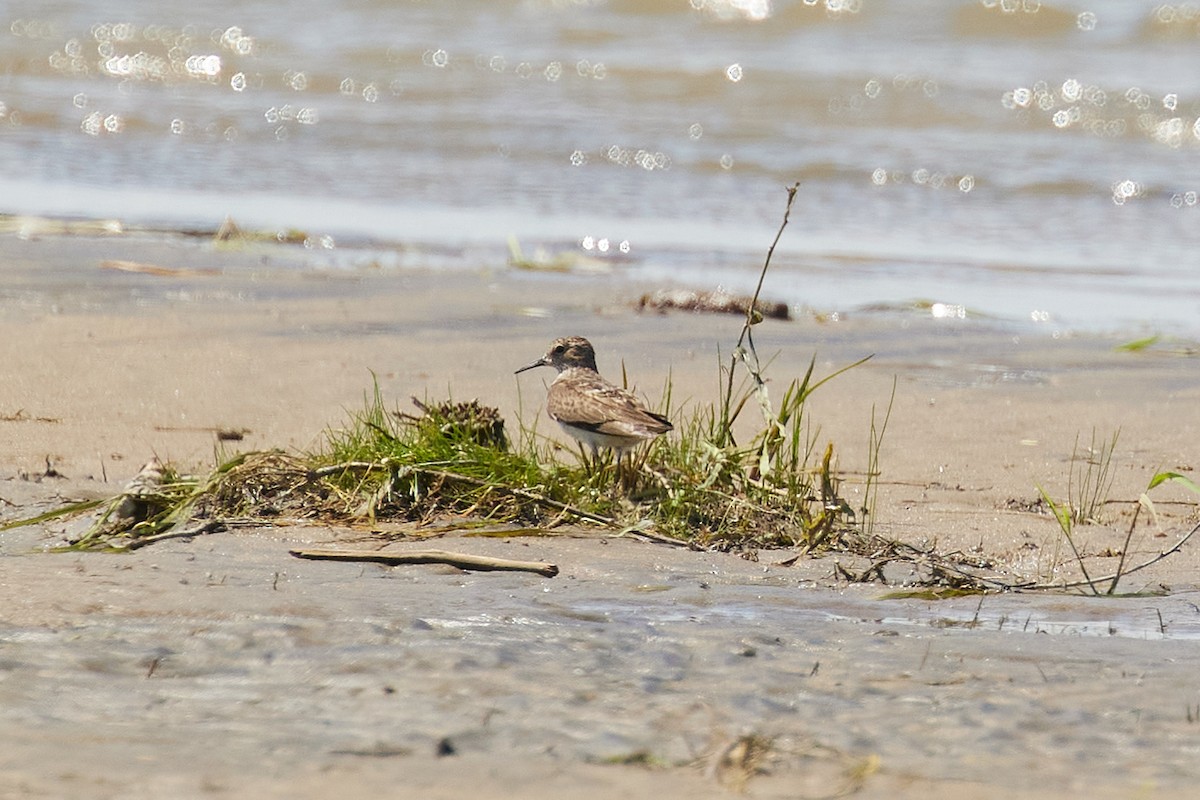 Least Sandpiper - ML471614791