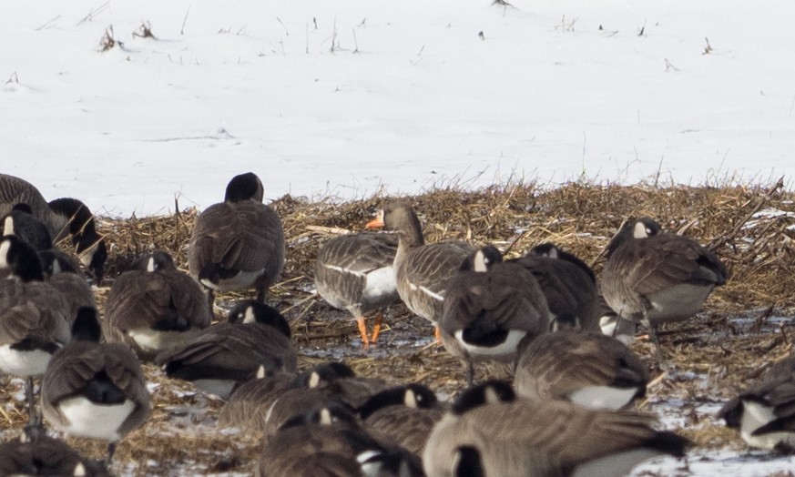 Greater White-fronted Goose - Brad Heath