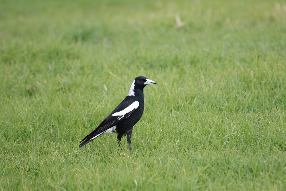 Australian Magpie - ML471615591