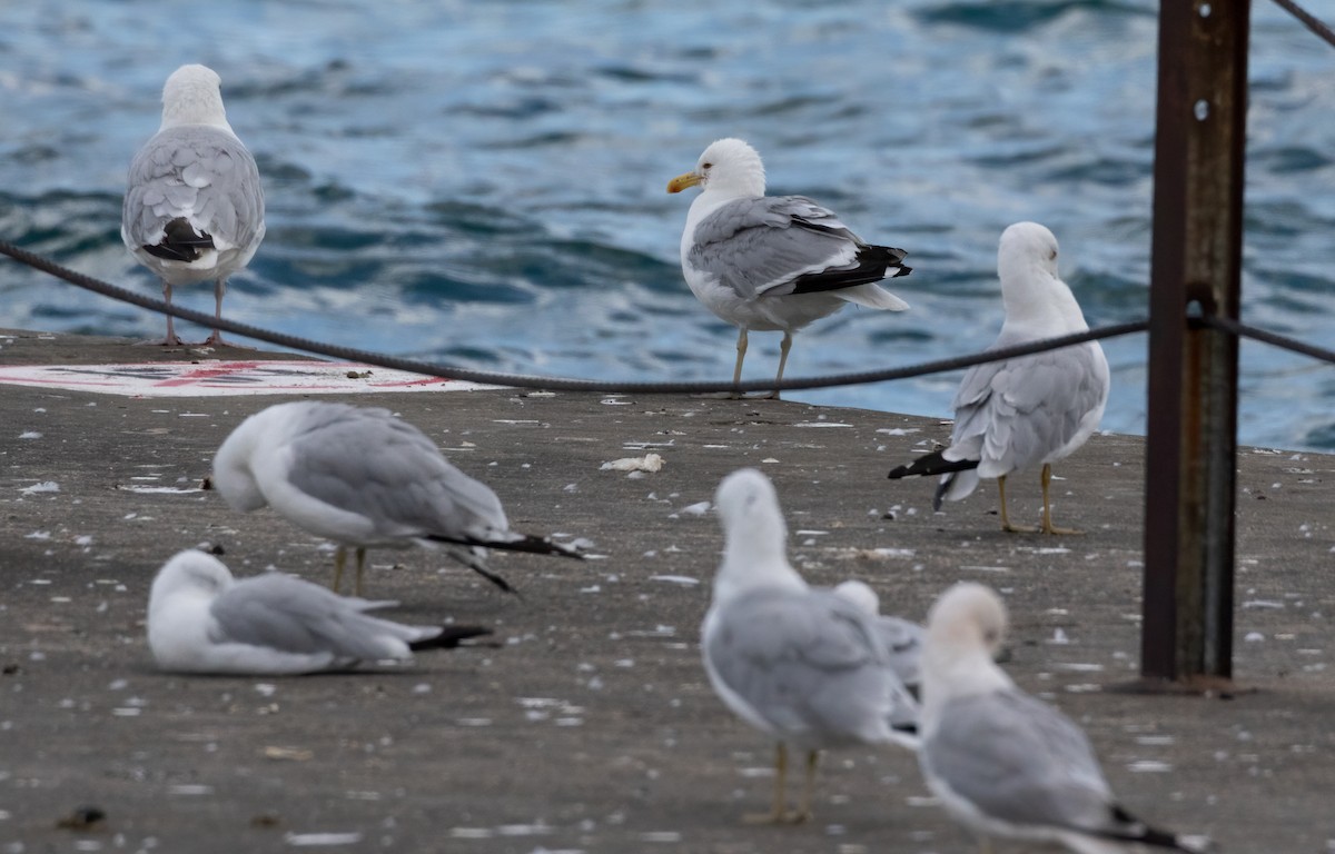 American Herring x California Gull (hybrid) - ML471616221