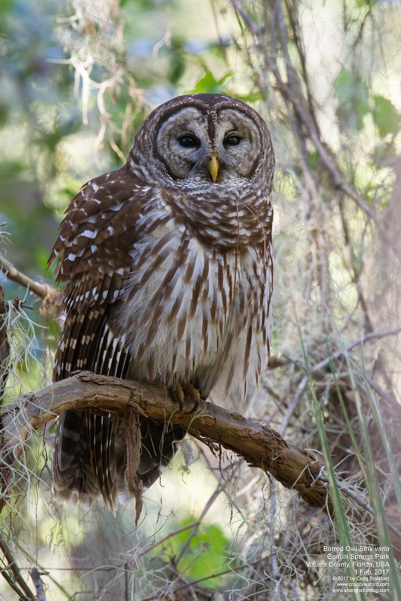 Barred Owl - ML47161661