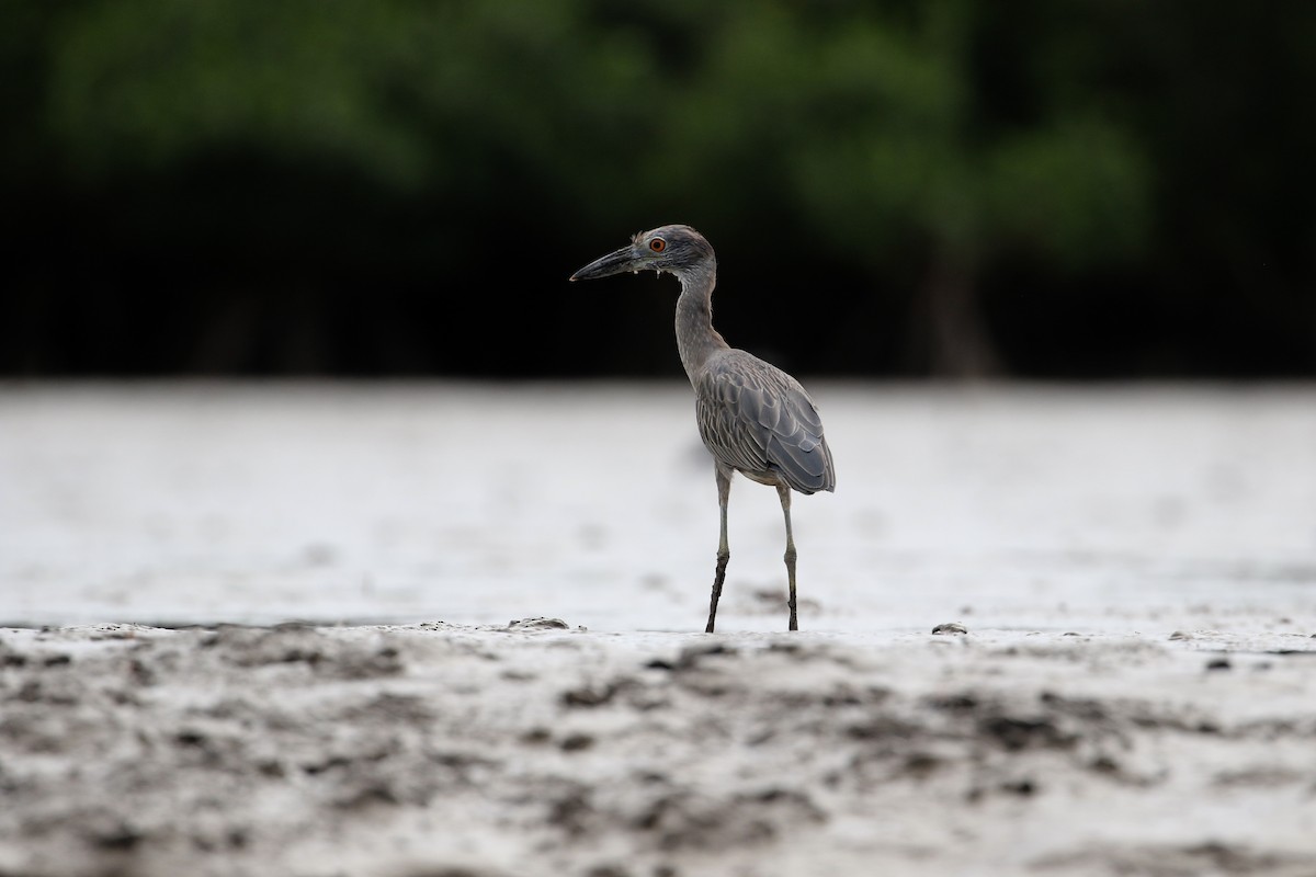 Yellow-crowned Night Heron - ML471616751