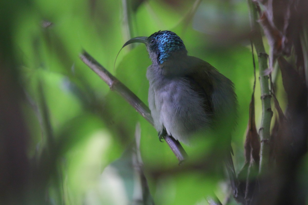 Blue-headed Sunbird - ML471618121