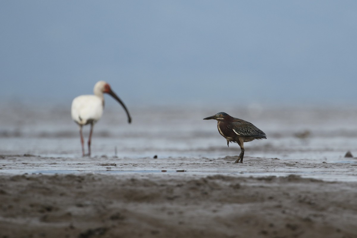 Green Heron - ML471618261