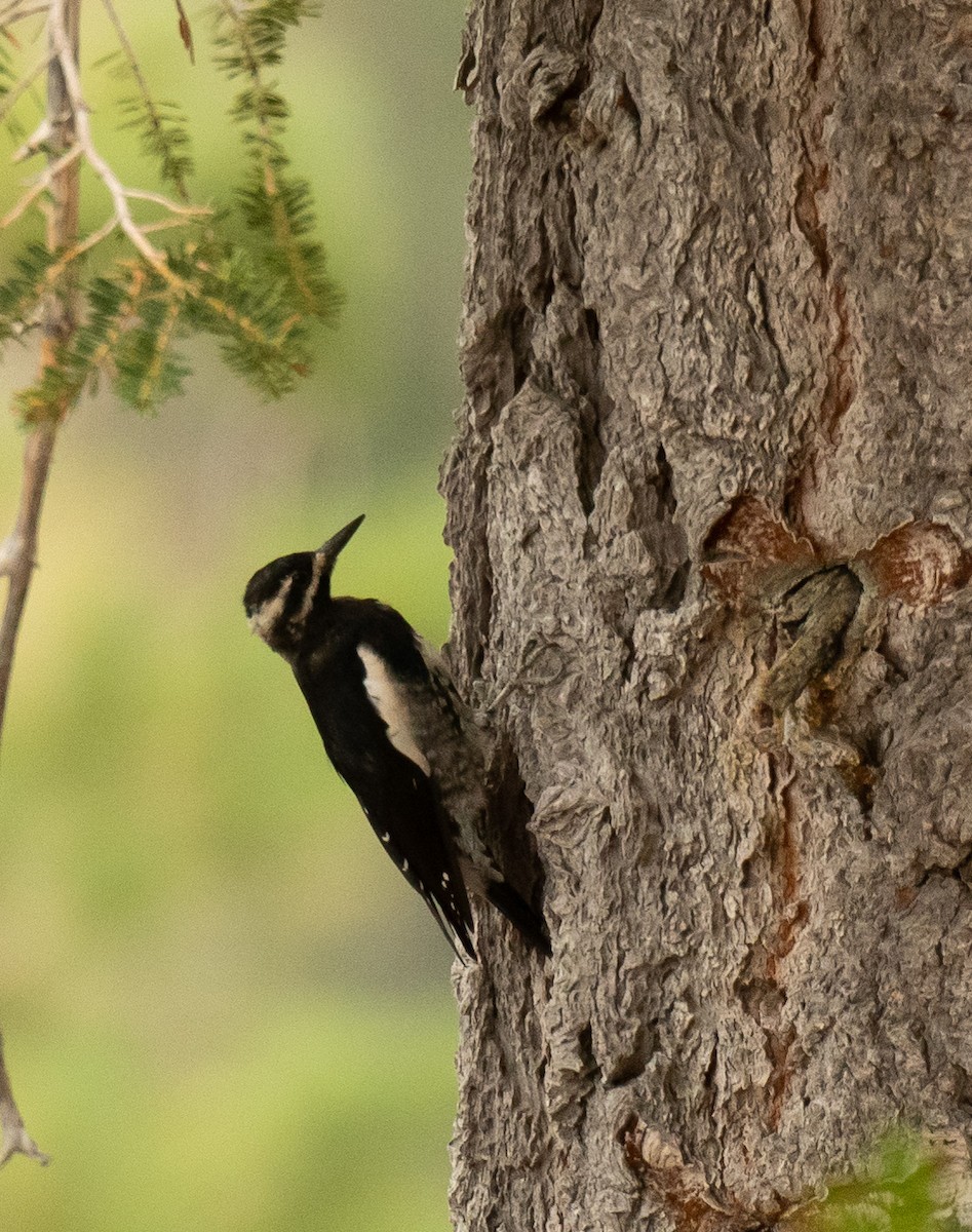 Williamson's Sapsucker - Lily Yllescas