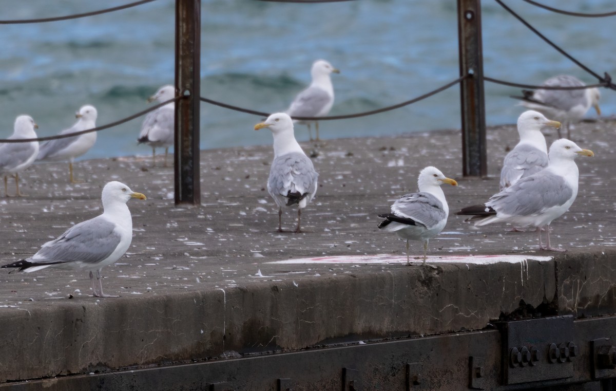 American Herring x California Gull (hybrid) - ML471618881
