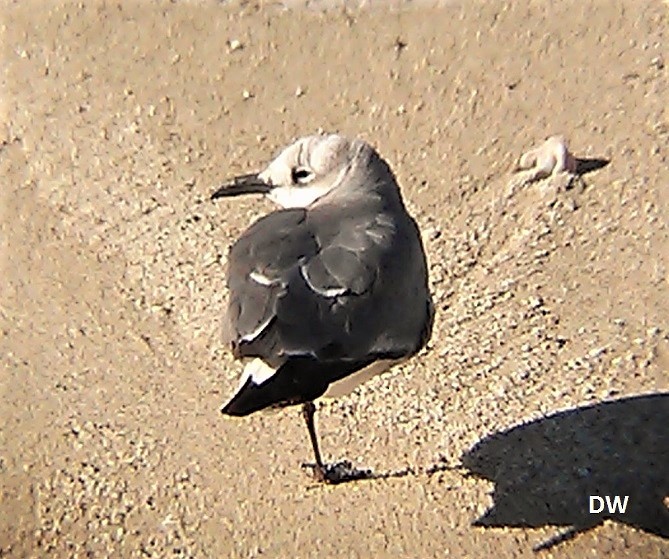 Laughing Gull - Dave Weber