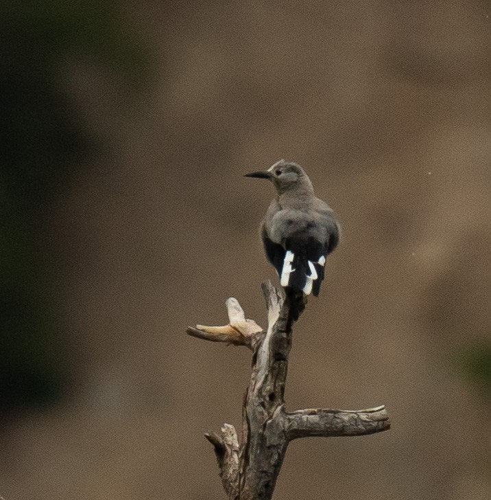 Clark's Nutcracker - Lily Yllescas