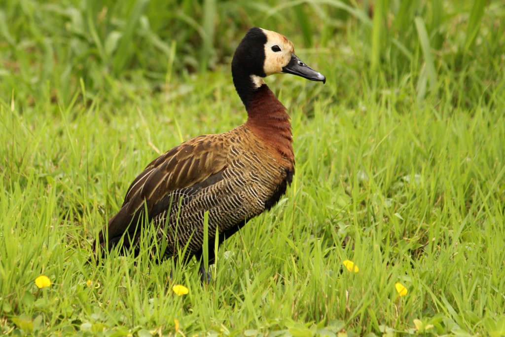 White-faced Whistling-Duck - Natalia Allenspach