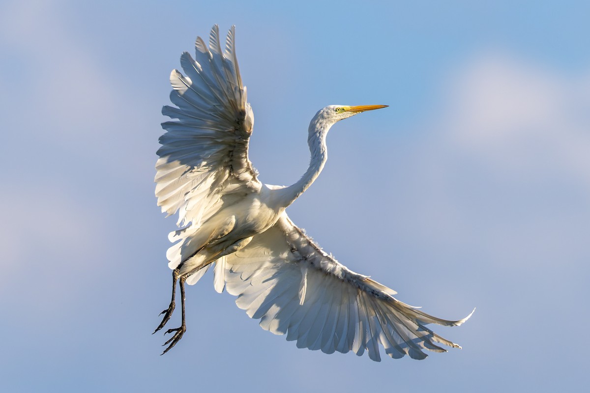 Great Egret - ML471619671