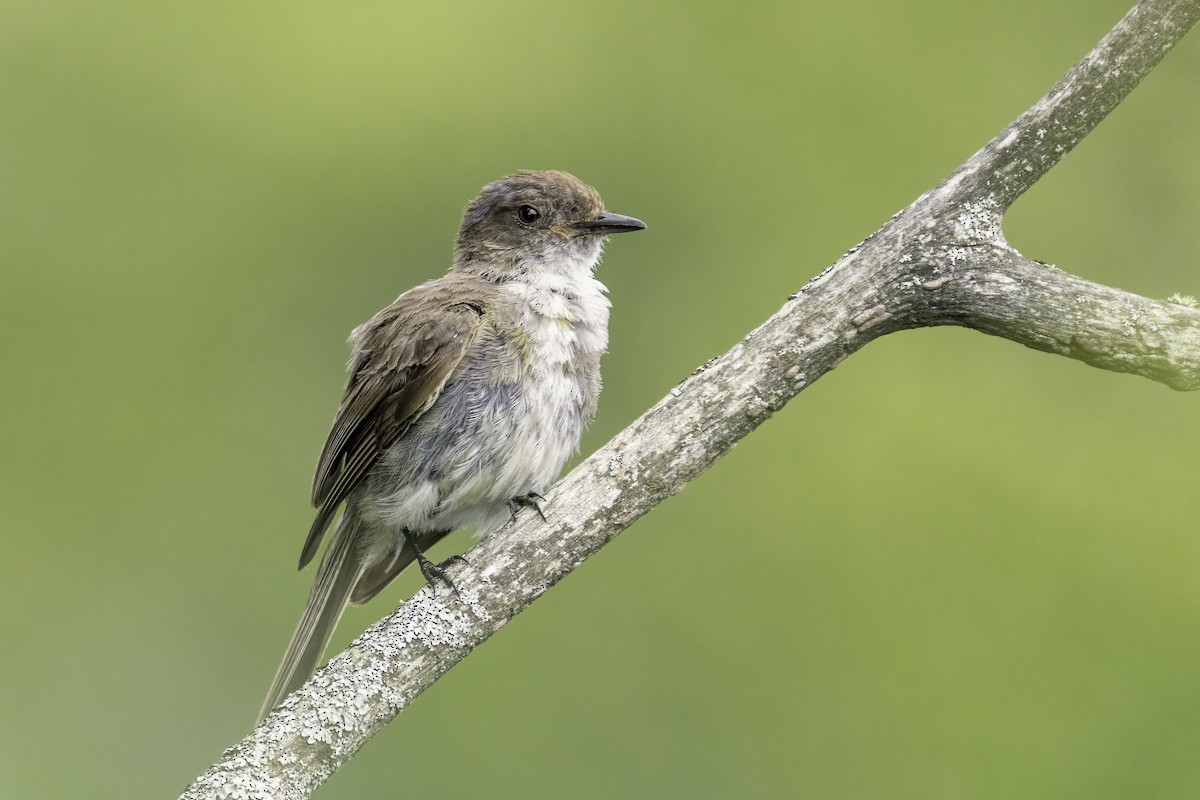 Eastern Phoebe - ML471620281