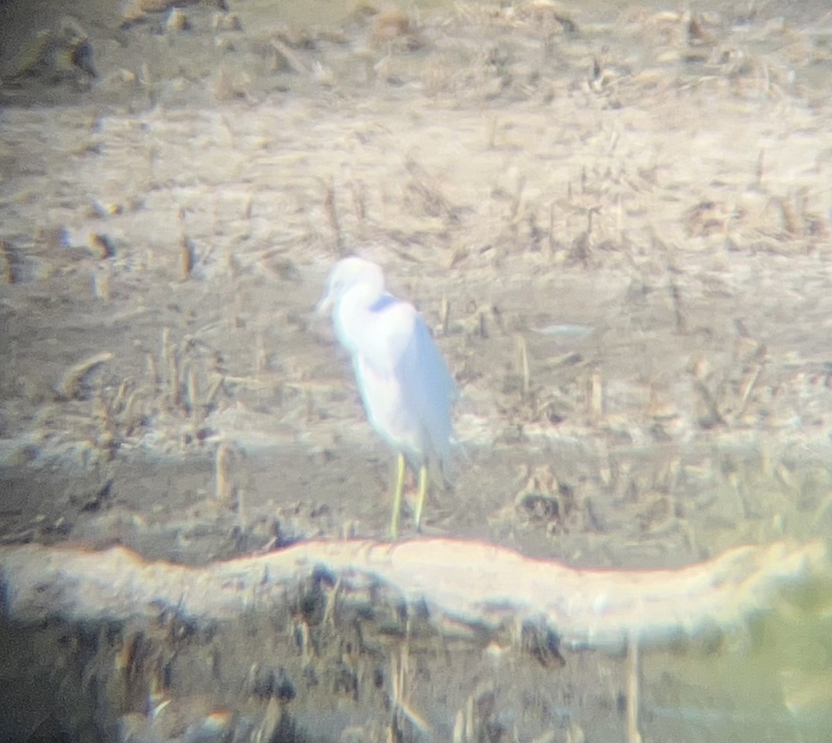 Little Blue Heron - ML471620311