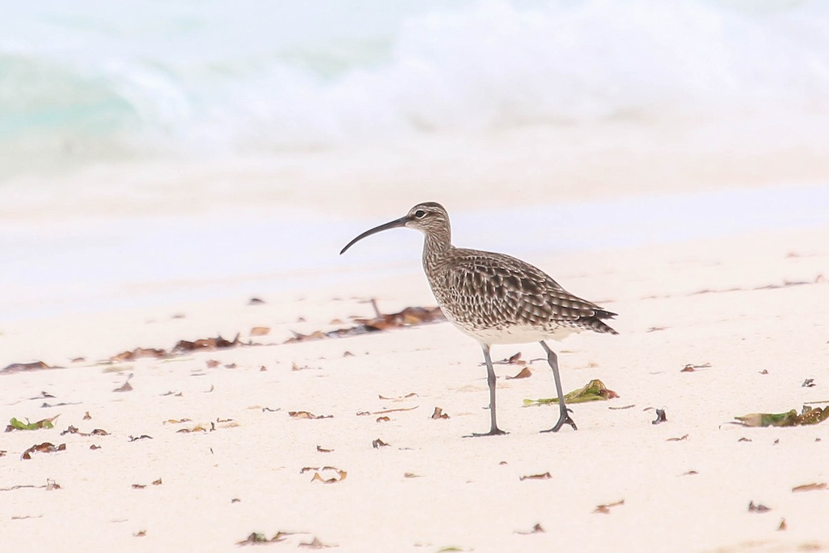 Whimbrel - Allison Miller