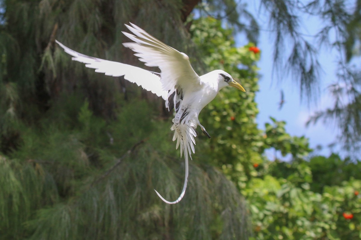 White-tailed Tropicbird - ML471620931
