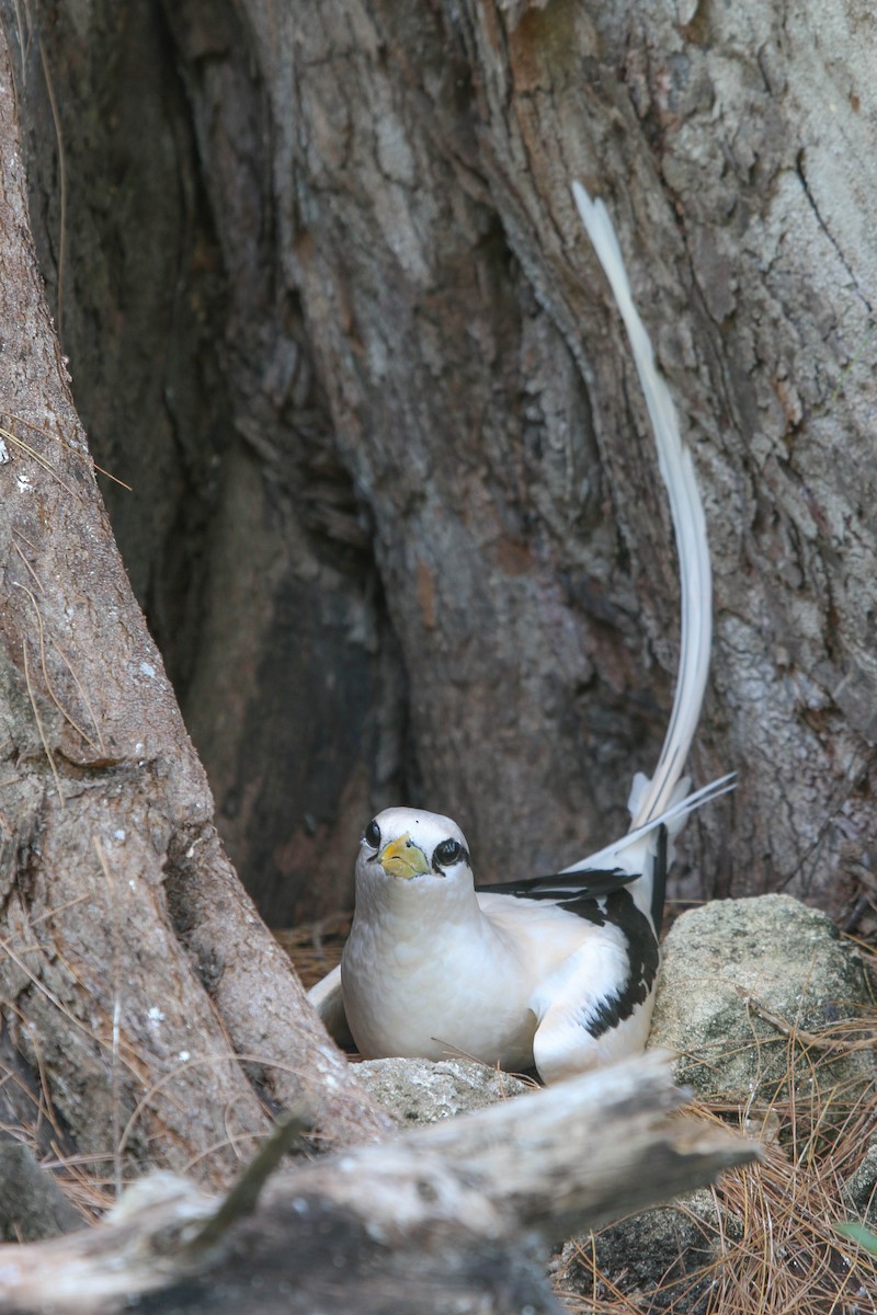 White-tailed Tropicbird - ML471621021