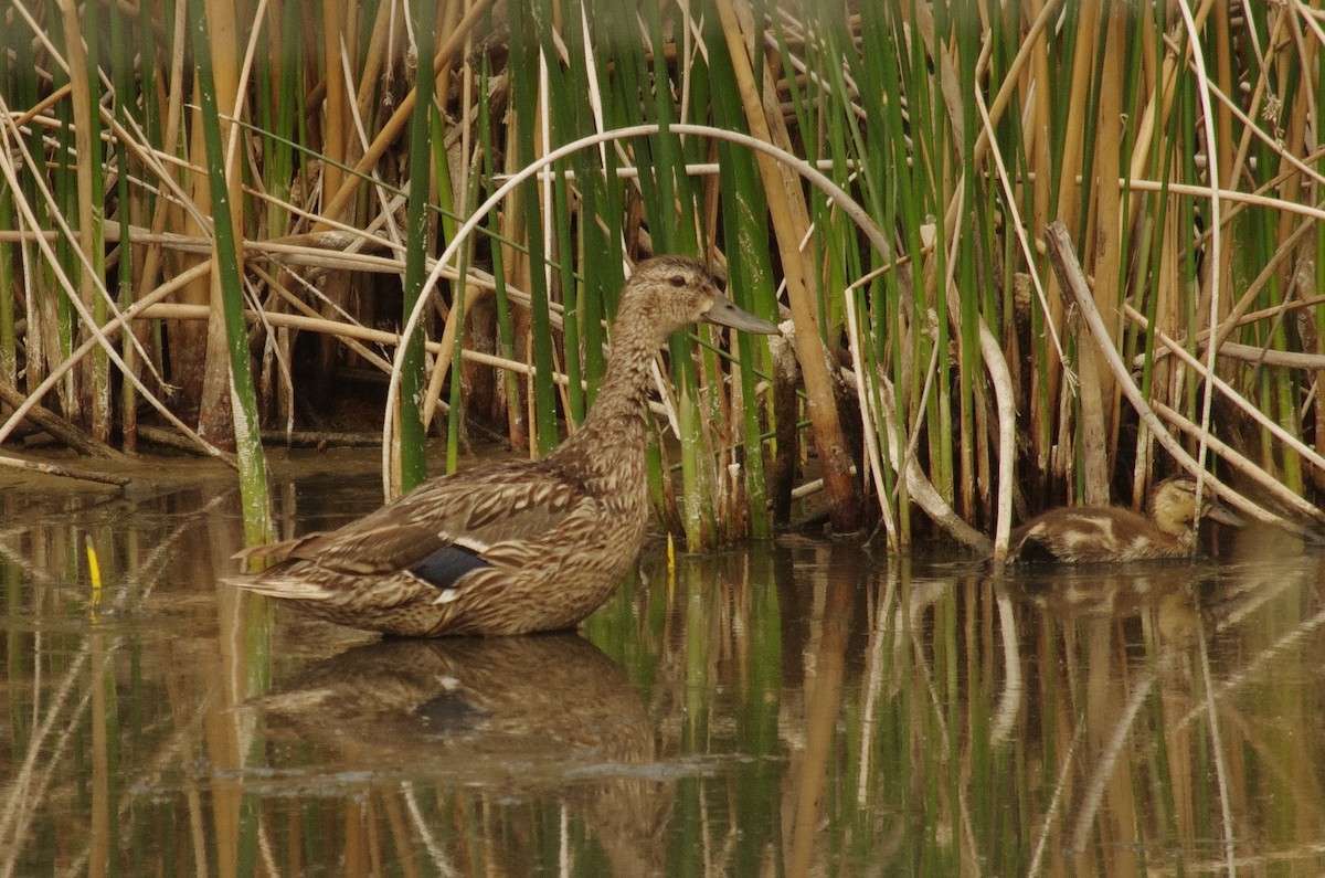 Mallard - ML471621841