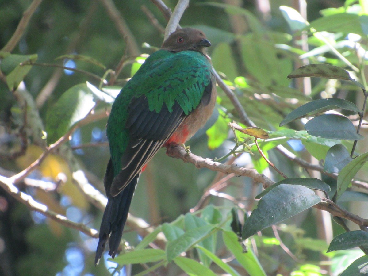 Crested Quetzal - ML471623701