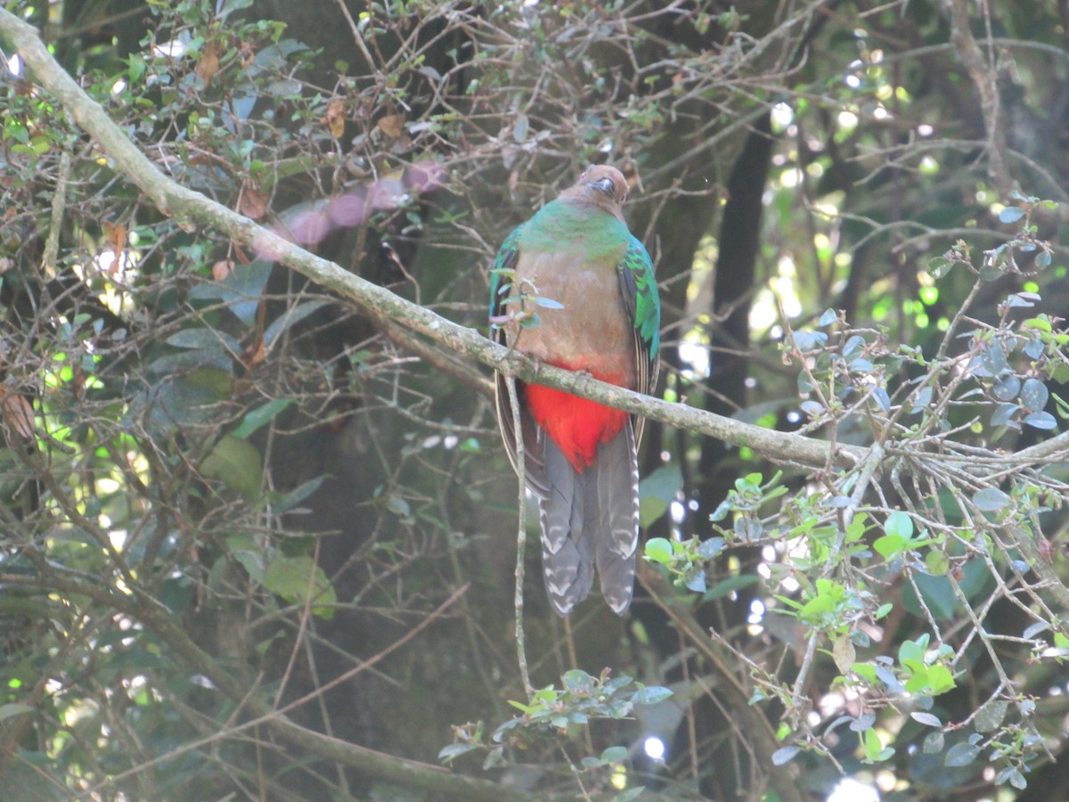Crested Quetzal - ML471623711