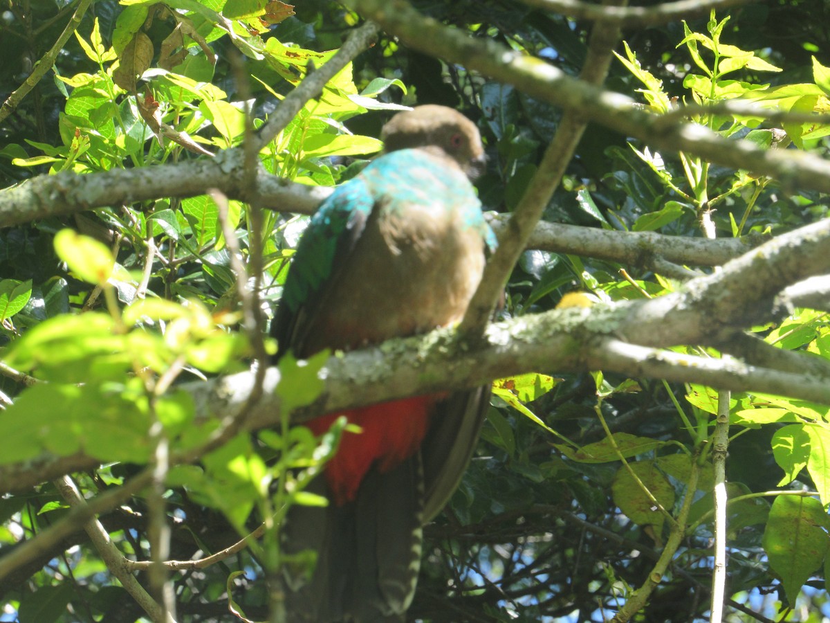 Crested Quetzal - ML471623721
