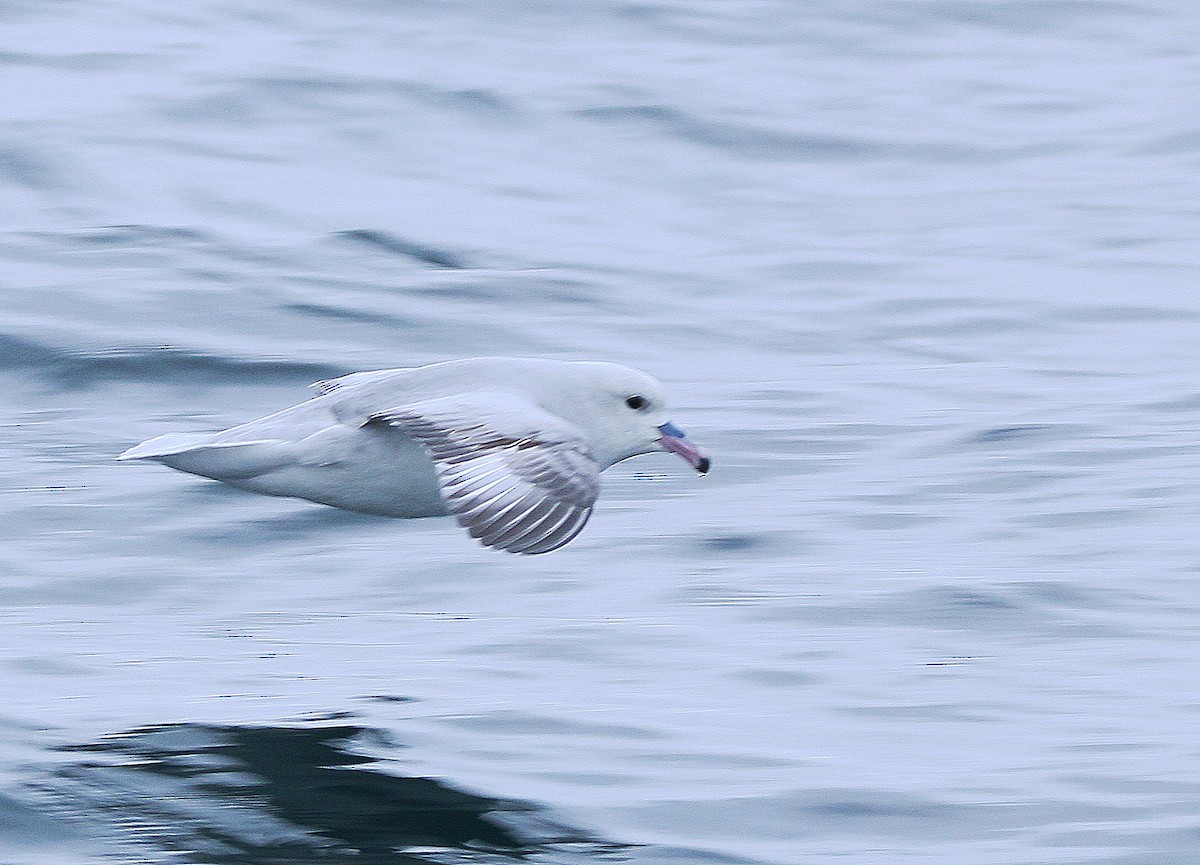 Southern Fulmar - ML471624421