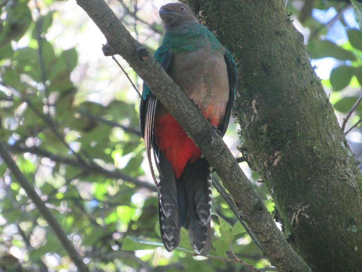 Crested Quetzal - ML471624591