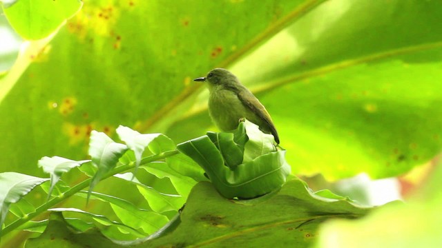 Ruby-cheeked Sunbird - ML471626