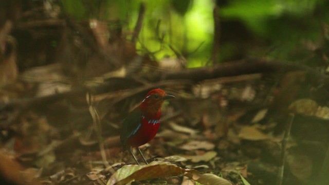 Blue-banded Pitta - ML471627