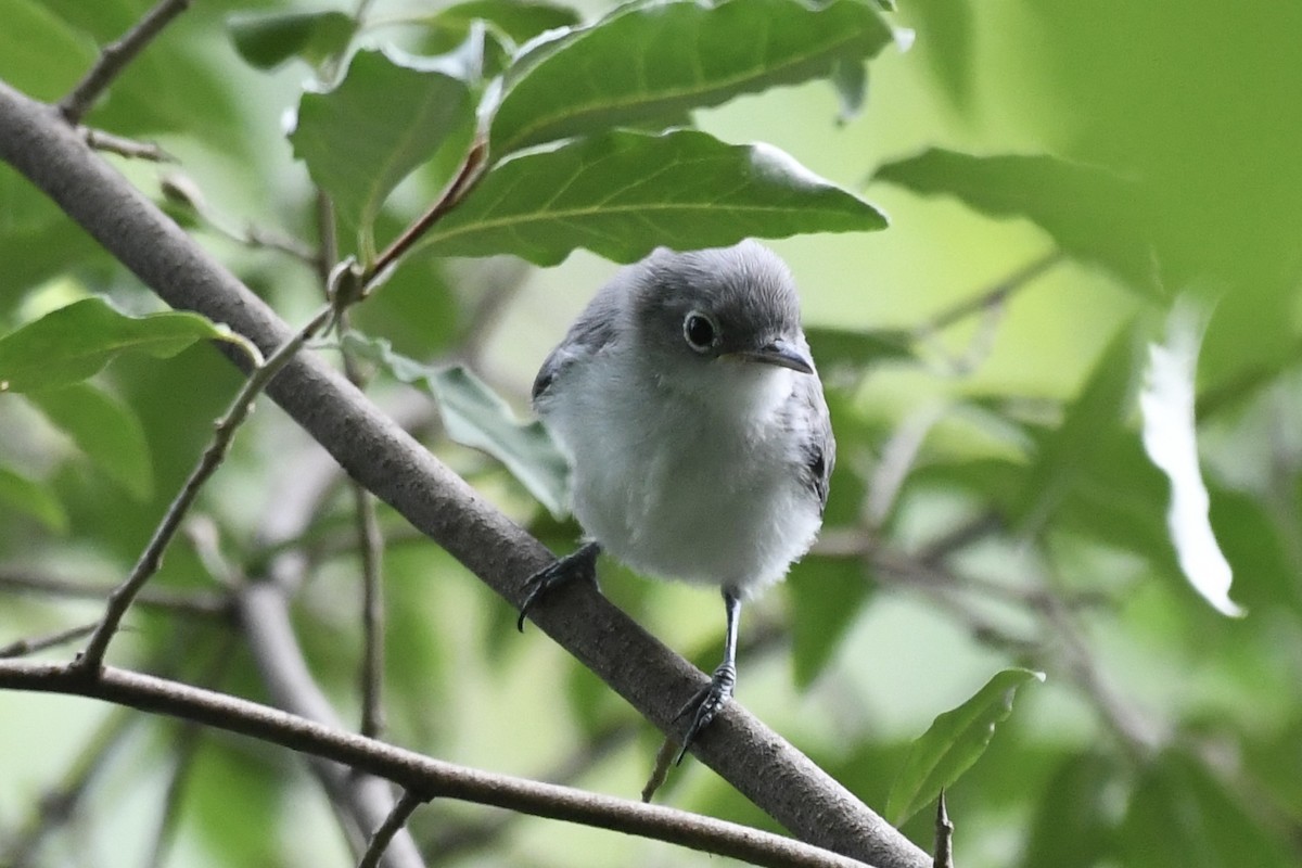 Blue-gray Gnatcatcher - ML471627191