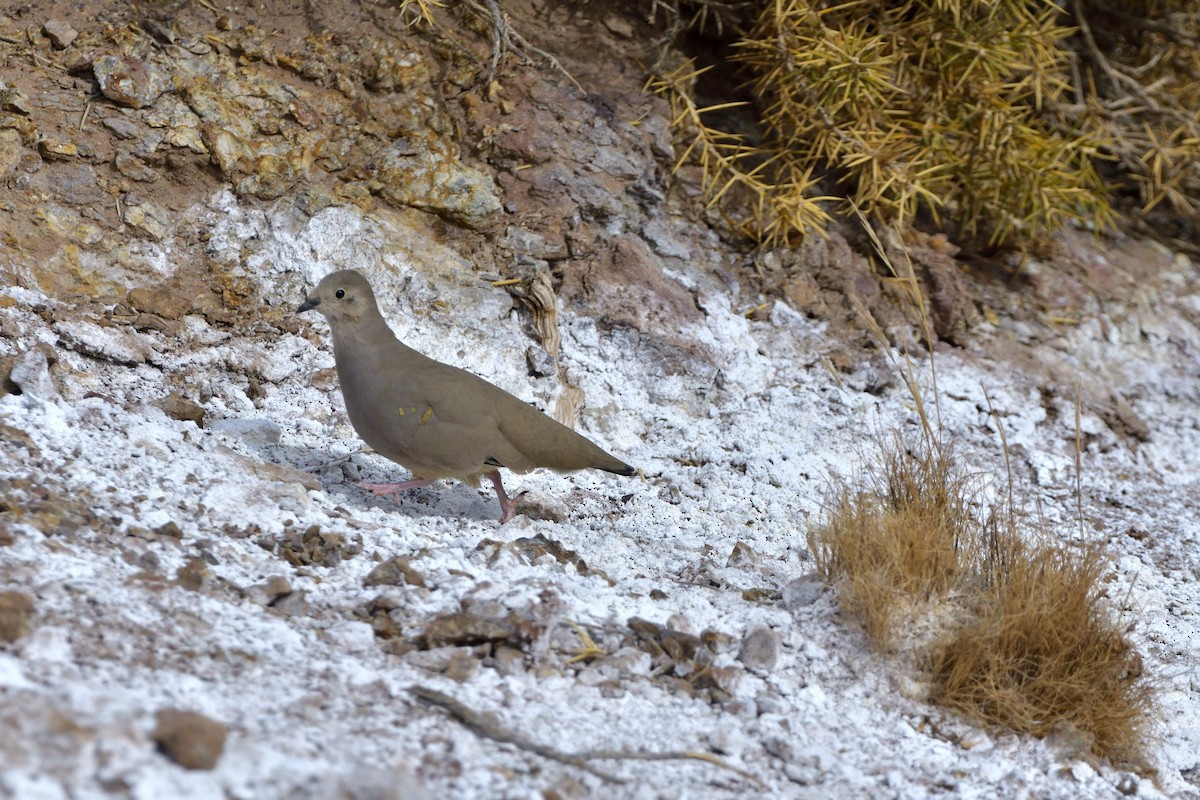 Golden-spotted Ground Dove - ML471628041