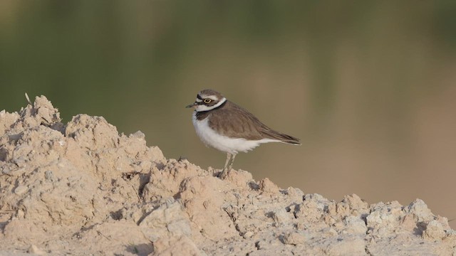 Little Ringed Plover (curonicus) - ML471629341
