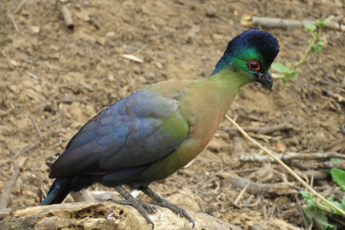 eBird Checklist - 5 Oct 2019 - mKuze Game Reserve - 127 species