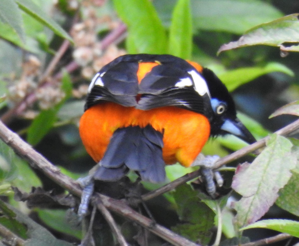 Venezuelan Troupial - Francisco Javier Alonso Acero  (Hotel Malokamazonas)