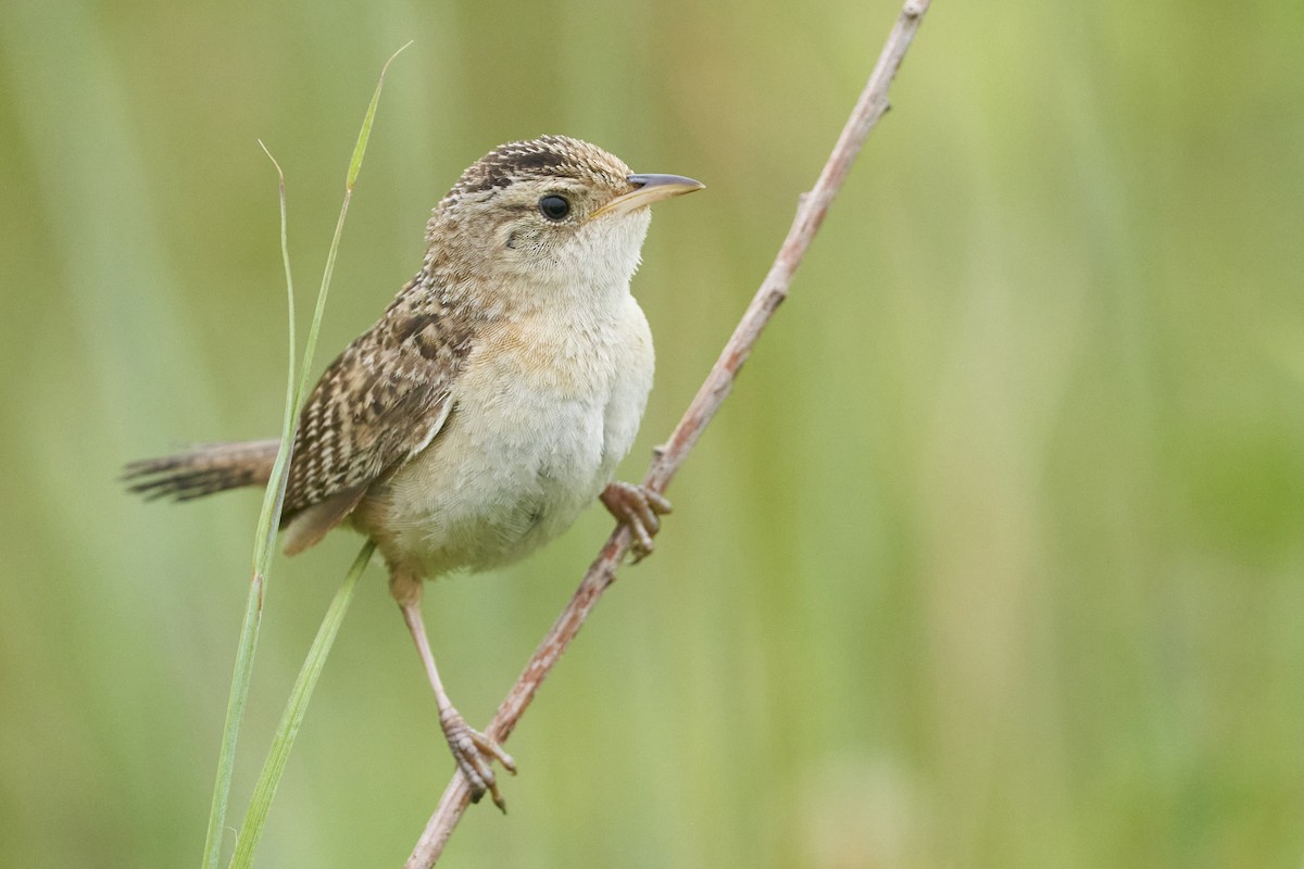 ML471629911 - Sedge Wren - Macaulay Library