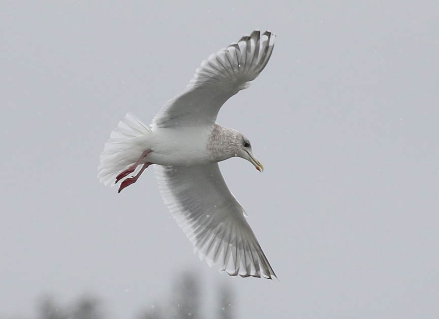 Iceland Gull (Thayer's) - Mark Dennis