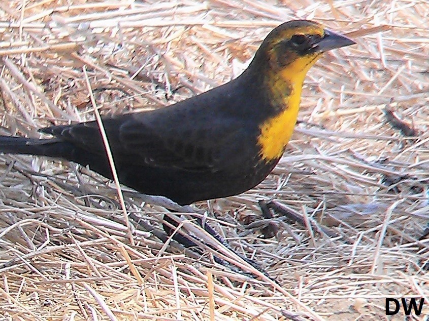 Yellow-headed Blackbird - Dave Weber