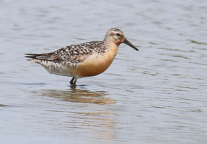 Red Knot - ML471631921