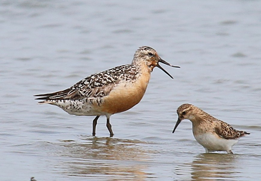 Red Knot - ML471631931