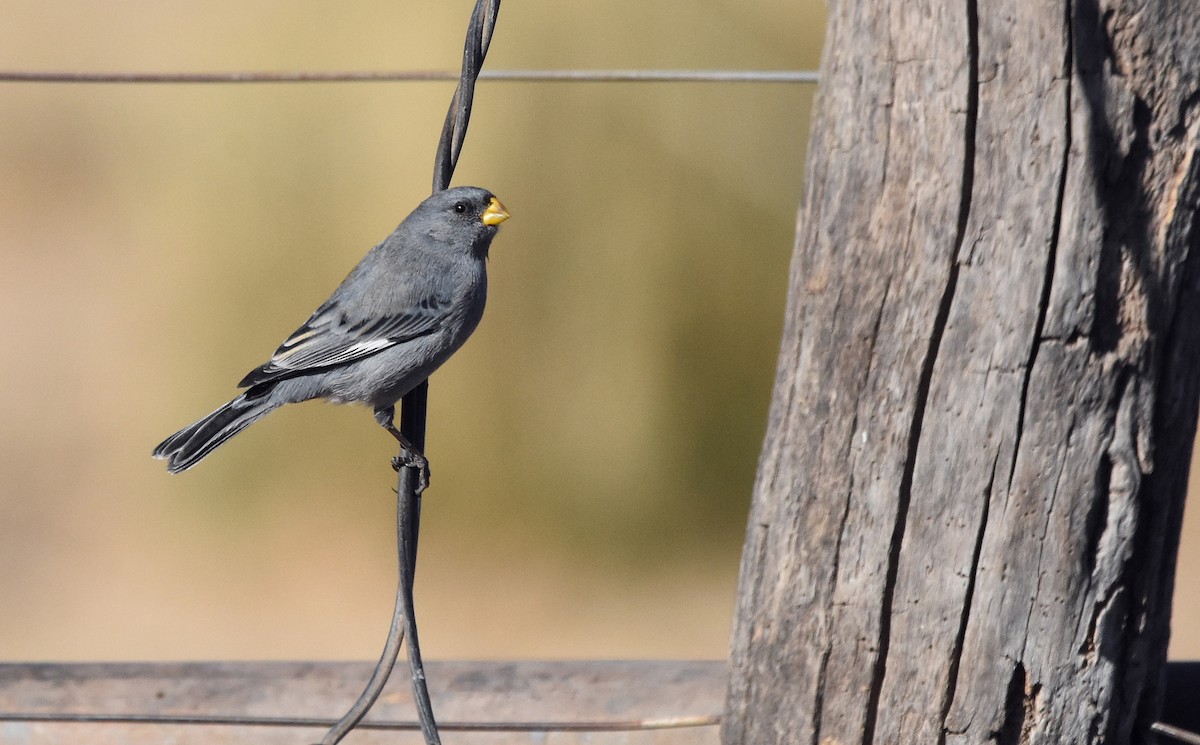 Band-tailed Seedeater - Sergio  Saldaña