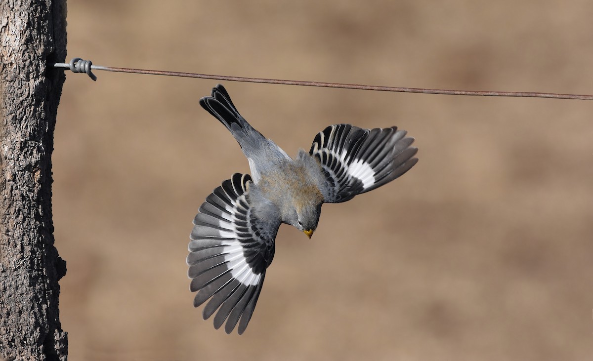 Band-tailed Seedeater - Sergio  Saldaña