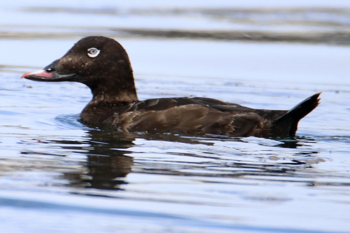 White-winged Scoter - Sam Larkin