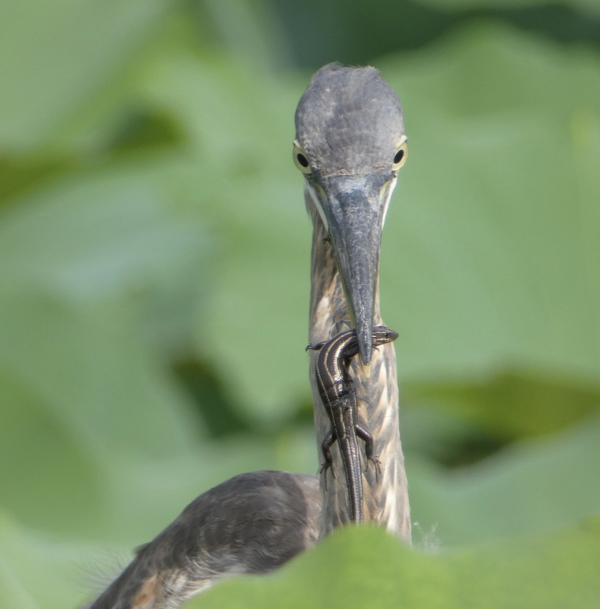 Great Blue Heron - ML471634911